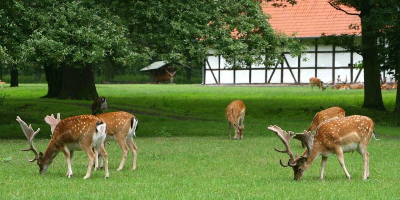 Charming furnished flat next to Tiergarten