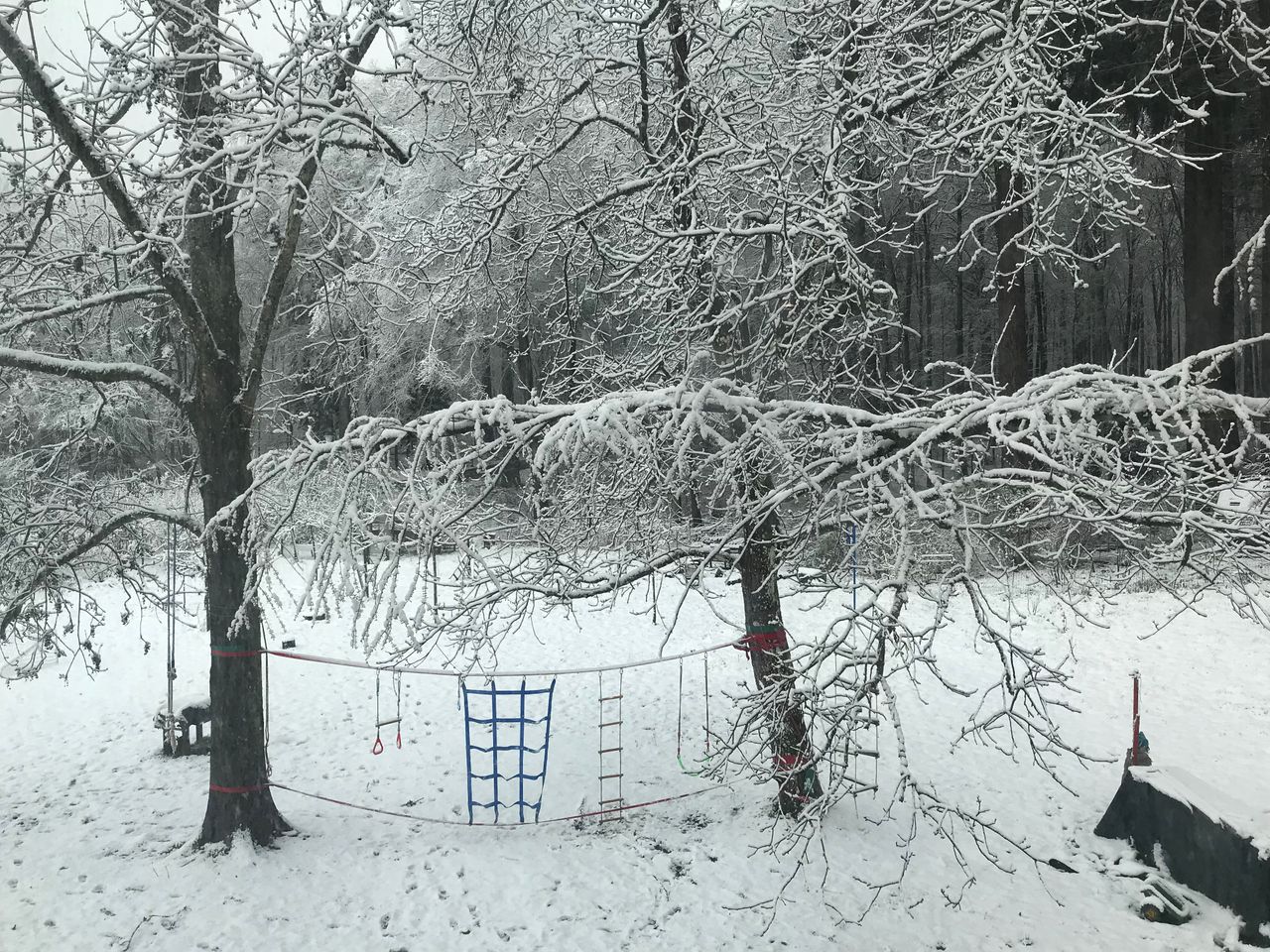 Forest Island (Heidelberg Old-Town)